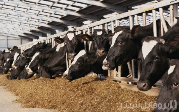 راه اندازی واحد پرورش گاو شیری