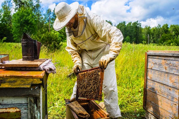 پرورش دهنده زنبور عسل
